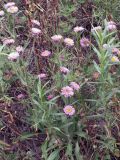 Erigeron pseudoseravschanicus