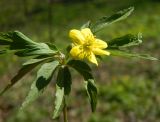 Anemone ranunculoides