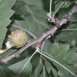Quercus подвид macrolepis
