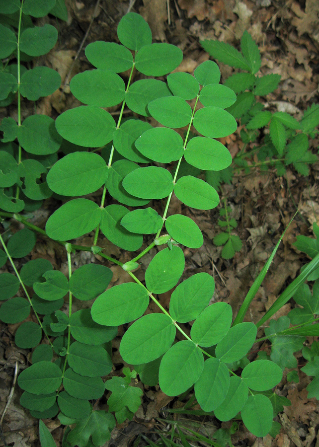 Изображение особи Astragalus glycyphyllos.