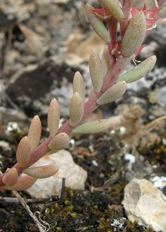 Изображение особи Sedum hispanicum.