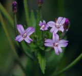 Epilobium adenocaulon