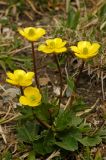 Ranunculus alberti. Цветущее растение. Тянь-Шань, хр. Илейский (Заилийский) Алатау, Большое Алмаатинское ущ., Космостанция, 3200м н.у.м. 12.06.2008.