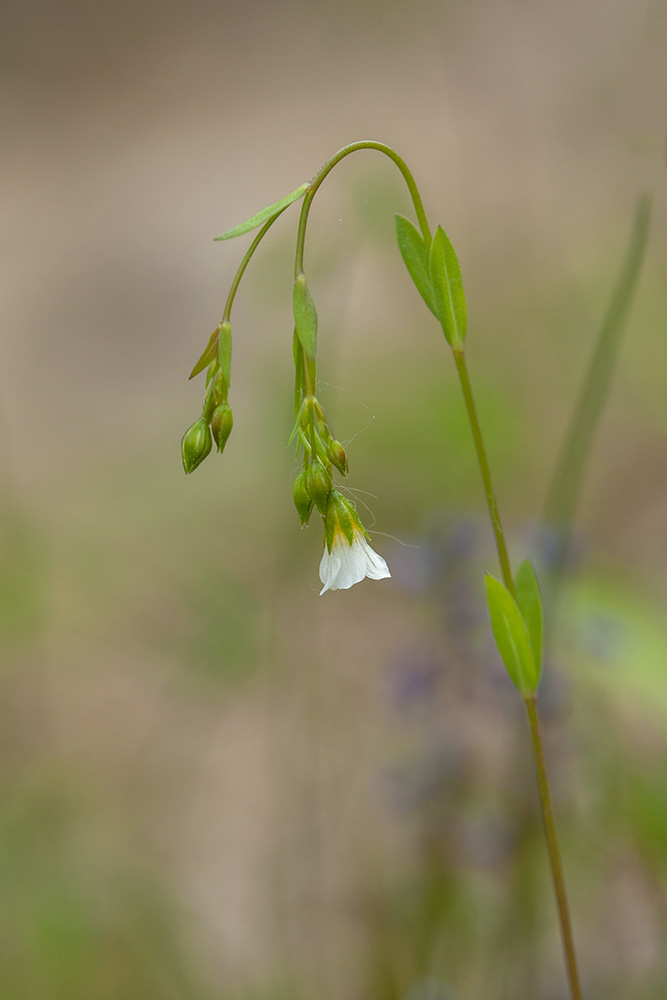 Изображение особи Linum catharticum.