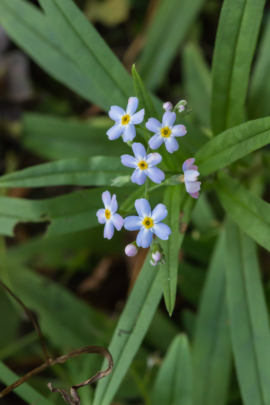 Изображение особи Myosotis palustris.