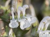 Salvia aethiopis. Часть соцветия. Крым, окр. с. Андреевка, степь. 07.06.2015.