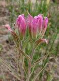 Castilleja rubra