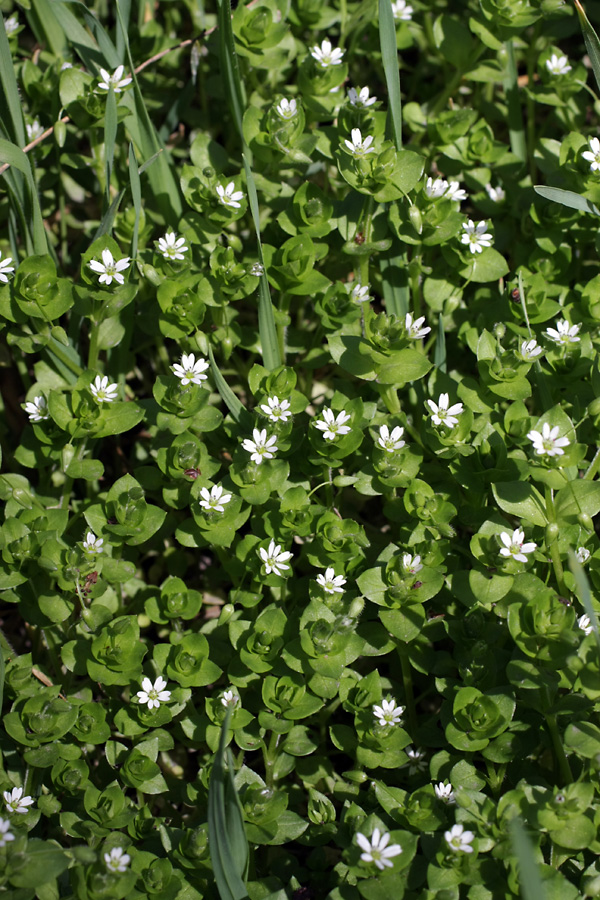 Изображение особи Stellaria neglecta.