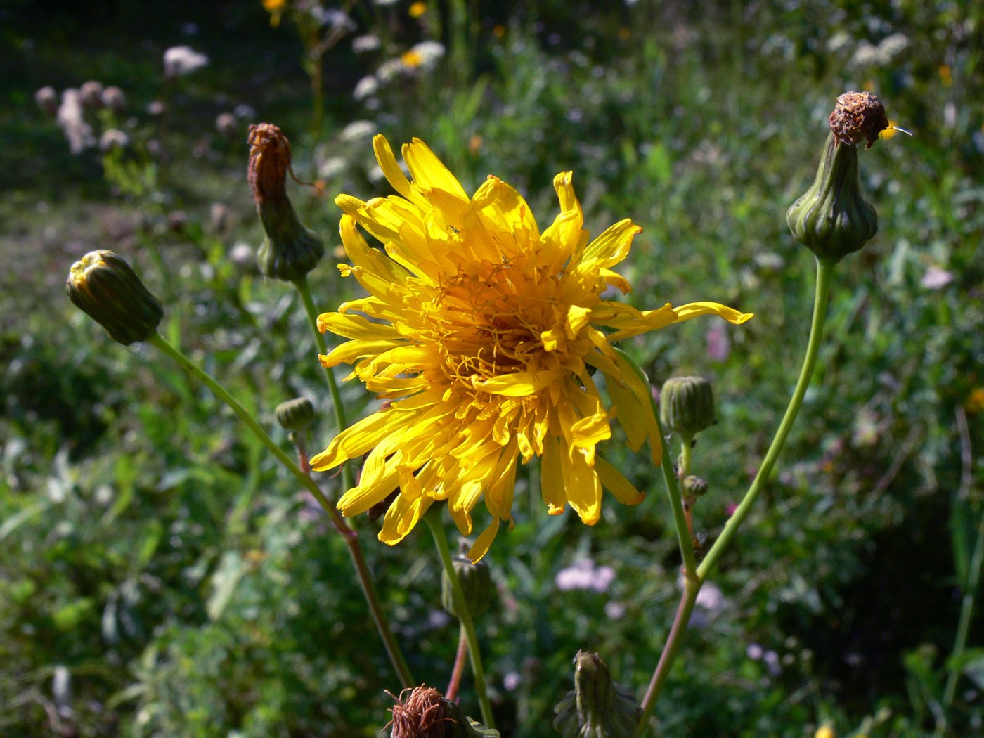 Изображение особи Sonchus arvensis ssp. uliginosus.