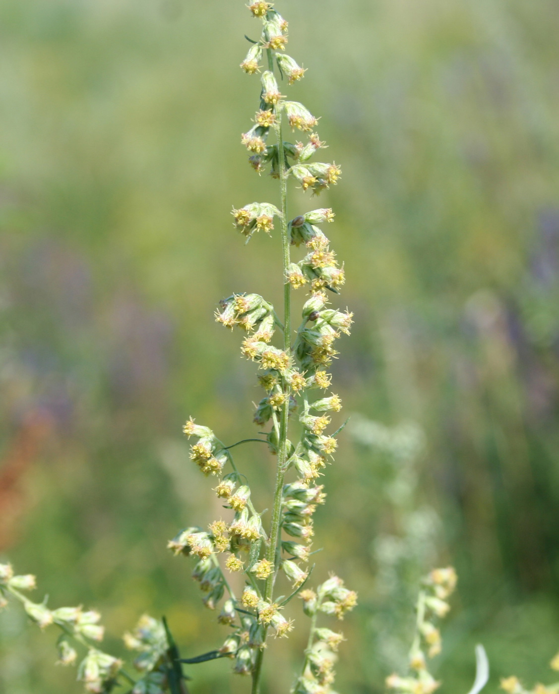 Изображение особи Artemisia vulgaris.