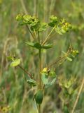 Euphorbia seguieriana. Верхушка плодоносящего растения. Курская обл., Горшеченский р-н, окр. дер. Кунье, степь на склоне балки. 06.07.2014.