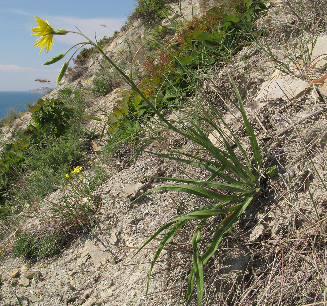 Изображение особи Scorzonera stricta.