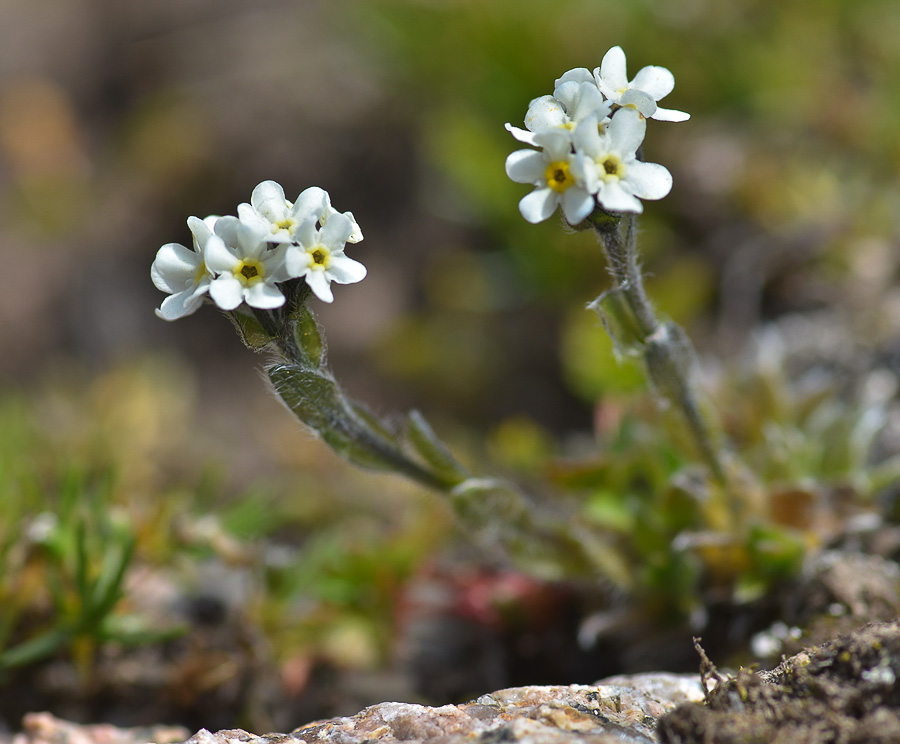 Изображение особи Eritrichium villosum.