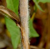 Bromus wolgensis