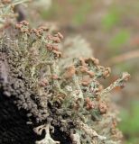 genus Cladonia. Подеции с апотециями. Архангельская обл., Вельский р-н, на шпале недействующей узкоколейки. 10.08.2012.