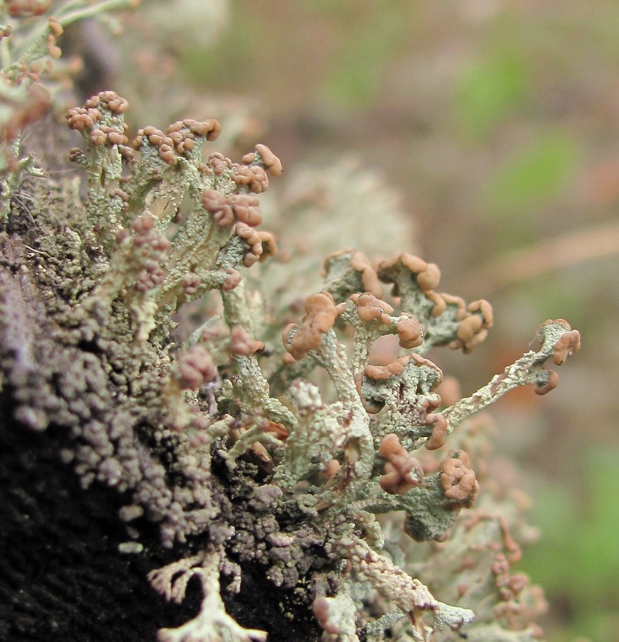 Изображение особи род Cladonia.