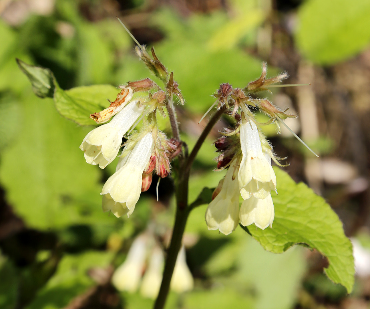 Изображение особи Symphytum grandiflorum.