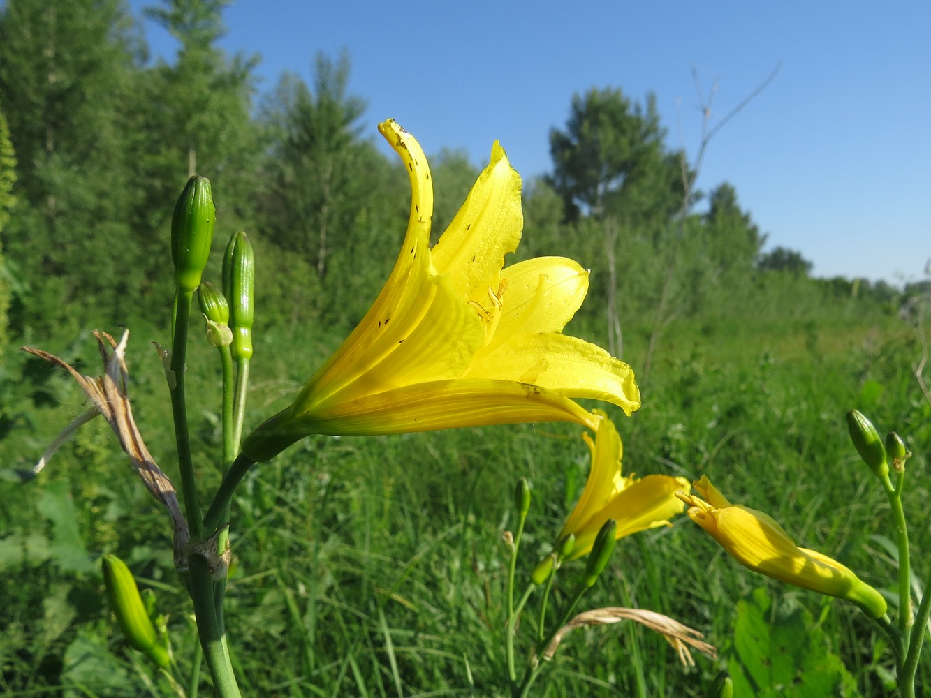 Изображение особи Hemerocallis lilio-asphodelus.