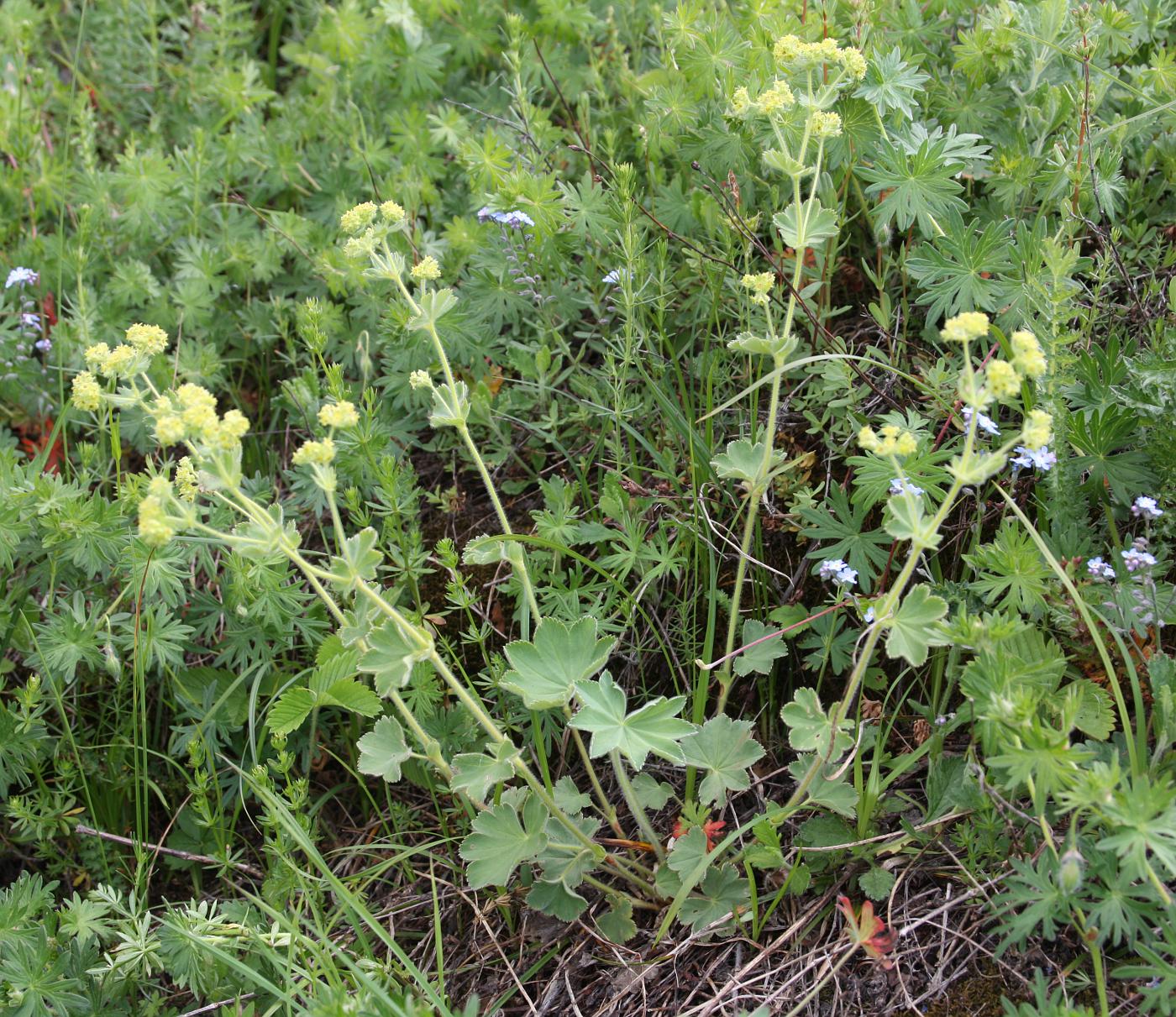 Изображение особи Alchemilla jailae.