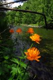 Trollius vitalii. Верхние части цветущих растений. Красноярский край, Ермаковский р-н, долина р. Большой Кебеж близ устья Алеева ключа, долинная черневая тайга. 03.06.2017.