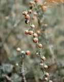 Artemisia rutifolia. Верхушка побега с соплодиями. Таджикистан, Фанские горы, долина р. Чапдара, ≈ 2500 м н.у.м., на скале. 03.08.2017.