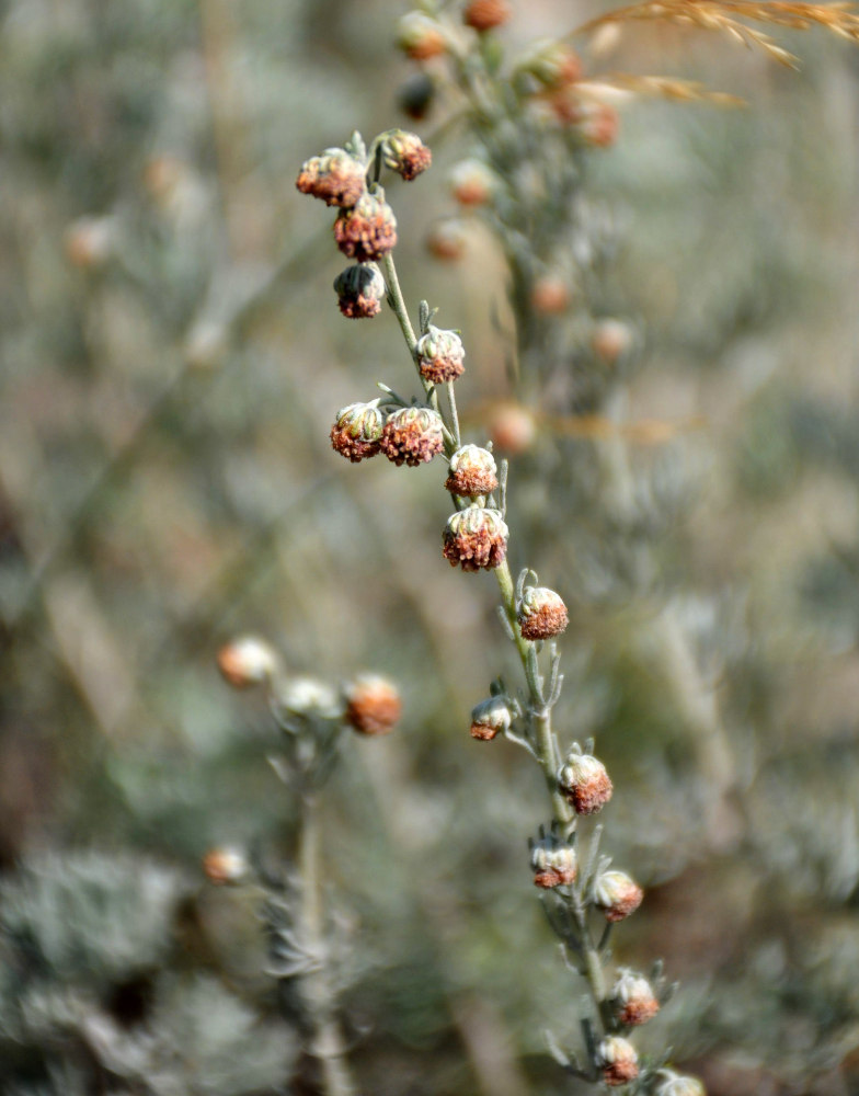 Изображение особи Artemisia rutifolia.