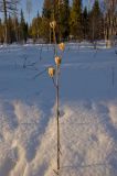 Lilium pilosiusculum. Высохшее плодоносящее растение. Башкортостан, Белорецкий р-н, склон хребта Инзерские Зубчатки, поляна в смешанном лесу. 1 января 2018 г.