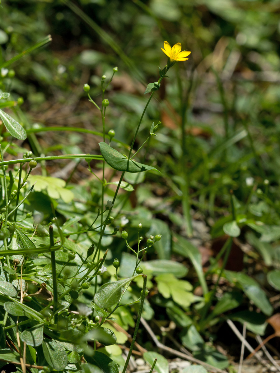 Изображение особи Blackstonia perfoliata ssp. intermedia.