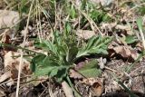 Scabiosa ochroleuca. Вегетирующее растение. Иркутская обл., Иркутский р-н, дер. Позднякова, сухой луг. 09.05.2018.