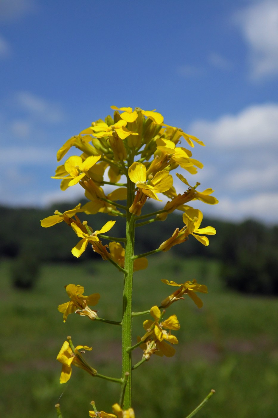 Изображение особи Erysimum aureum.