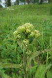 Crepis sibirica. Соцветие с нераскрывшимися корзинками. Иркутская обл., Иркутский р-н, окр. дер. Позднякова, склон холма южной экспозиции с отдельно стоящими деревьями. 08.07.2018.