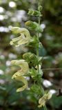 Salvia glutinosa