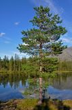 Pinus friesiana. Взрослое дерево. Мурманская обл., Хибины, долина р. Кунийок, опушка смешанного леса. 10.08.2018.