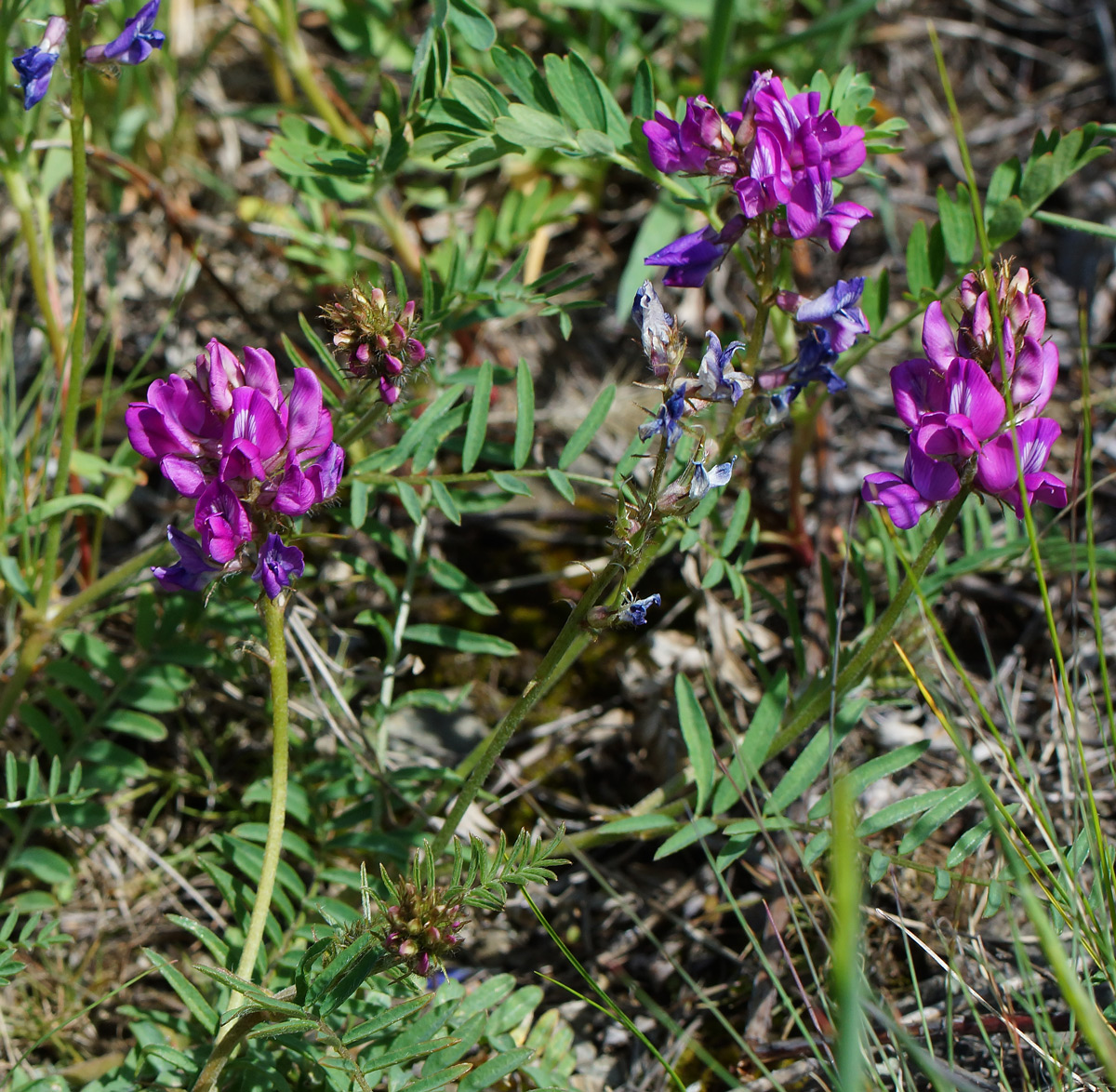 Изображение особи Oxytropis teres.