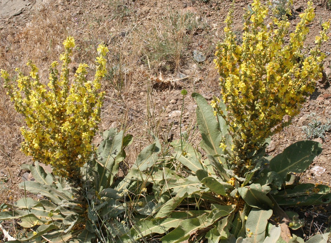 Изображение особи род Verbascum.