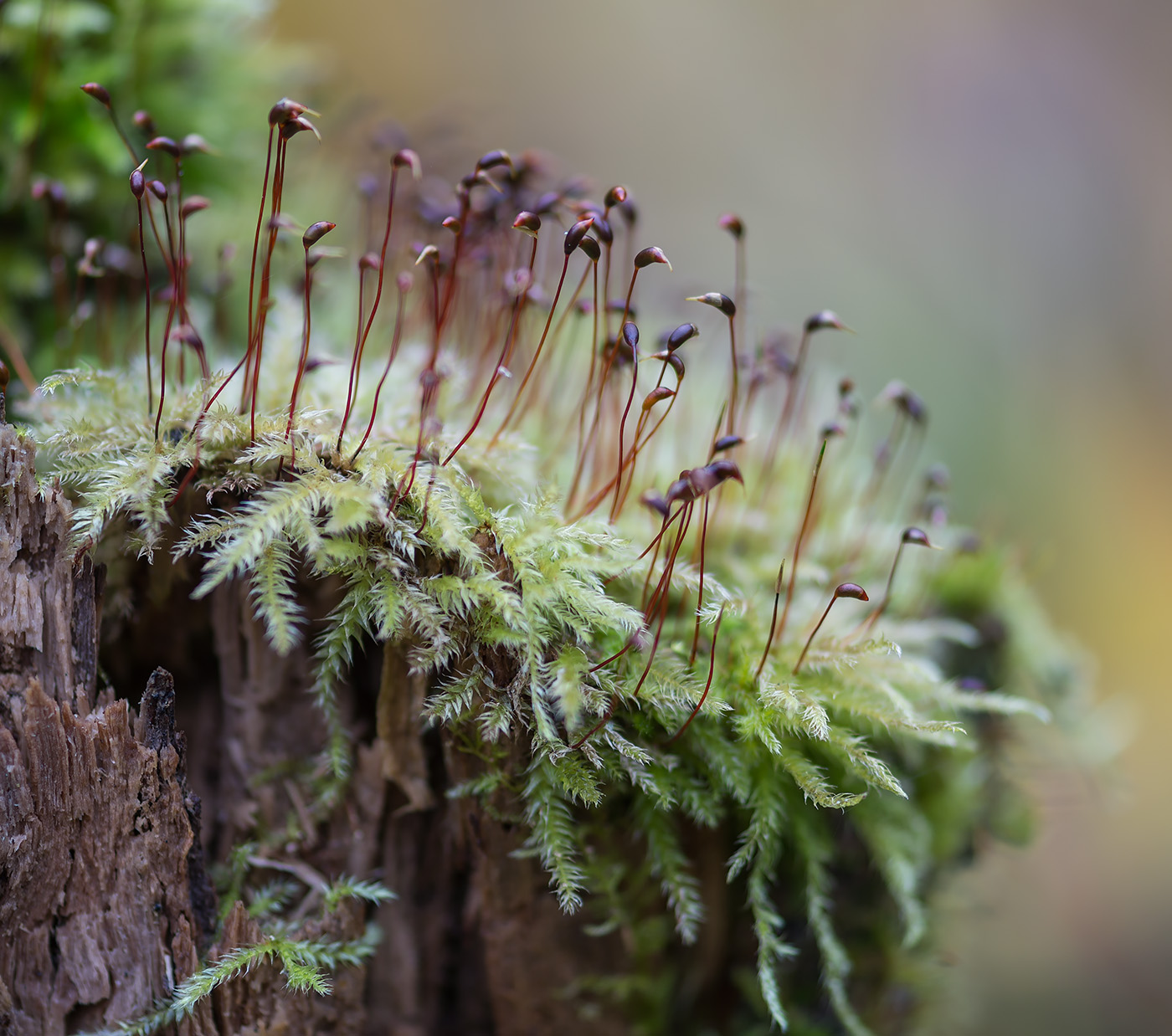 Изображение особи Brachythecium salebrosum.