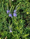 Veronica teucrium. Верхушка цветущего растения. Воронежская обл., Лискинский р-н, гора Шатрище, луг у подножия холма. 02.06.2019.