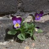 Viola tricolor. Цветущие растения. Краснодарский край, г. Краснодар, самосев в щели отмостки здания. 25.03.2020.