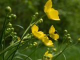 Ranunculus acris