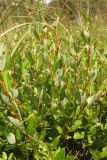 Salix phylicifolia