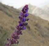 Salvia tesquicola