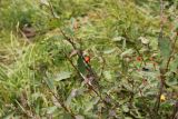 Cotoneaster uniflorus. Верхушка ветви с плодом. Республика Алтай, Усть-Коксинский р-н, долина реки Мульта, край заросшей кустарником поляны в окружении лиственичного леса. 30 июля 2020 г.