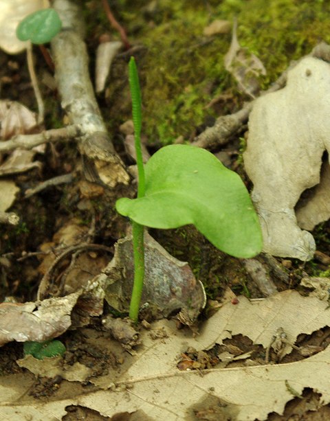 Изображение особи Ophioglossum vulgatum.