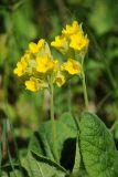 Primula macrocalyx