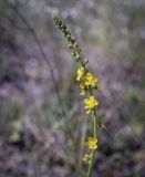 Agrimonia eupatoria. Верхушка цветущего побега. Пермский край, Кунгурский р-н, окр. с. Филипповка, гора Ледяная, разнотравный луг на вершине. 20.06.2021.