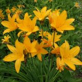 Hemerocallis middendorffii