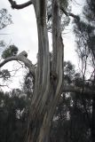 genus Eucalyptus. Ствол и основания скелетных ветвей. Австралия, штат Тасмания, национальный парк \"Mount Bruny\". 04.01.2011.