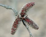 Populus tremula