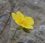 Helianthemum salicifolium. Цветок с клещами-краснотелками. Чечня, Шаройский р-н, бассейн р. Цесиахк, нижняя часть долины левого притока, небольшой луг. 11 августа 2023 г.