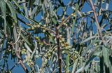 Elaeagnus angustifolia. Часть ветви с плодами. Дагестан, г. Каспийск, каменистый пляж. 31.07.2022.